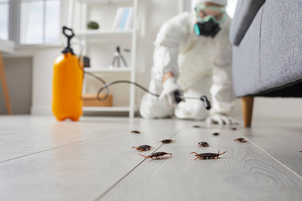 Post-Treatment Bed Bug Interceptor Monitoring in Mancelona